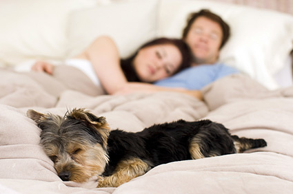 Dormir com animais pode te ajudar no sono