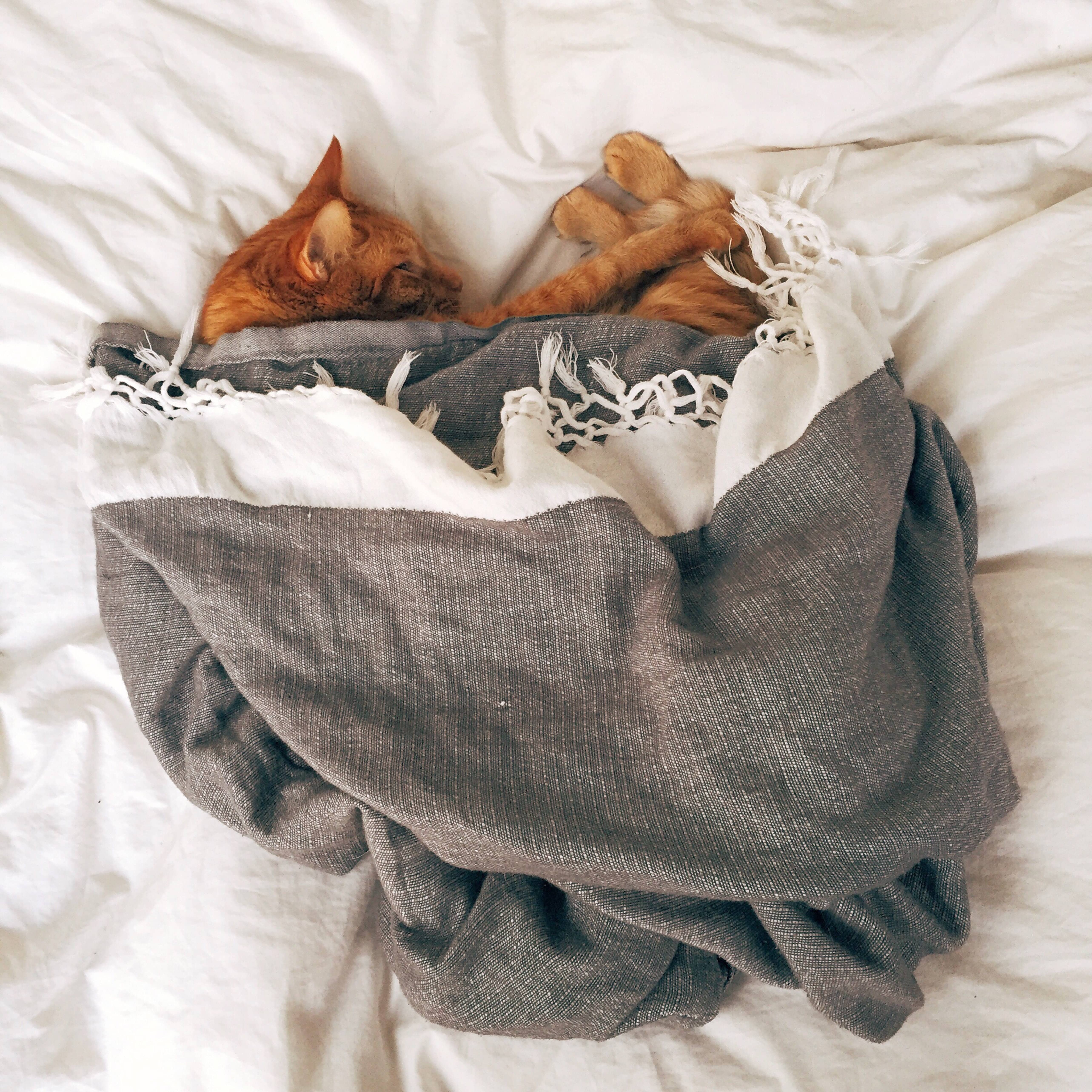 A importância de usar um travesseiro específico para pets