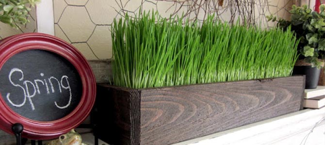 Decore sua casa com vasos de grama de trigo super verdinhos